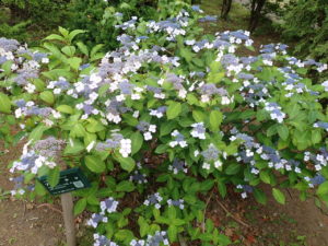 アマチャ　全体